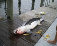 lewes delaware party boat fishing 13 20200405