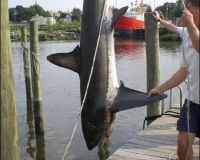 lewes delaware party boat fishing 16 20200405