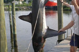 lewes delaware party boat fishing 16 20200405