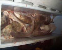 lewes delaware party boat fishing 3 20200405